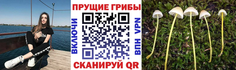 Купить закладки  Кулебаки  Псилоцибиновые грибы GOLDEN TEACHER 